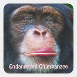 Adesivo Quadrado Chimpanzés africanos ameaçados de extinção