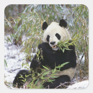 Adesivo Quadrado China, Província de Sichuan. Panda-gigante se alim