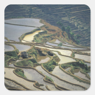 Adesivo Quadrado China, Província de Yunnan. Terraços de arroz inun