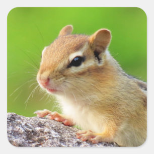Adesivo Quadrado Chipmunk bonito