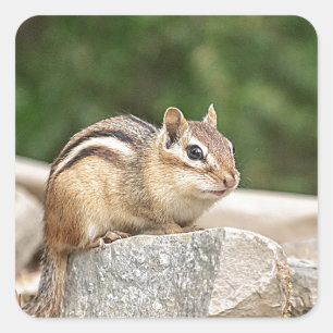 Adesivo Quadrado Chipmunk numa pedra