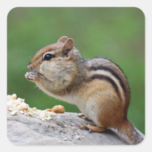 Adesivo Quadrado Chipmunk que come os loucos