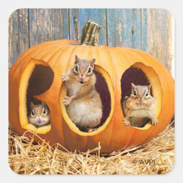 Adesivo Quadrado Chipmunks Dentro Boo Jack-o-Lanterna (Frente)