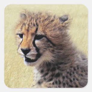 Adesivo Quadrado Chita bonito Cub do bebê