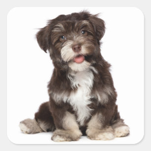 Adesivo Quadrado Chocolate Brown & White Havanese Puppy Dog Sticker