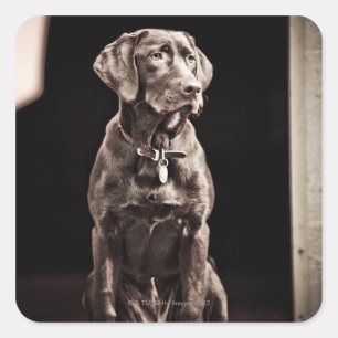 Adesivo Quadrado Chocolate labrador retriever