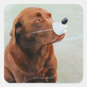 Adesivo Quadrado Chocolate Labrador Vestindo um Nariz Falso