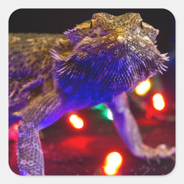 Adesivo Quadrado Christmas Beardie (Frente)