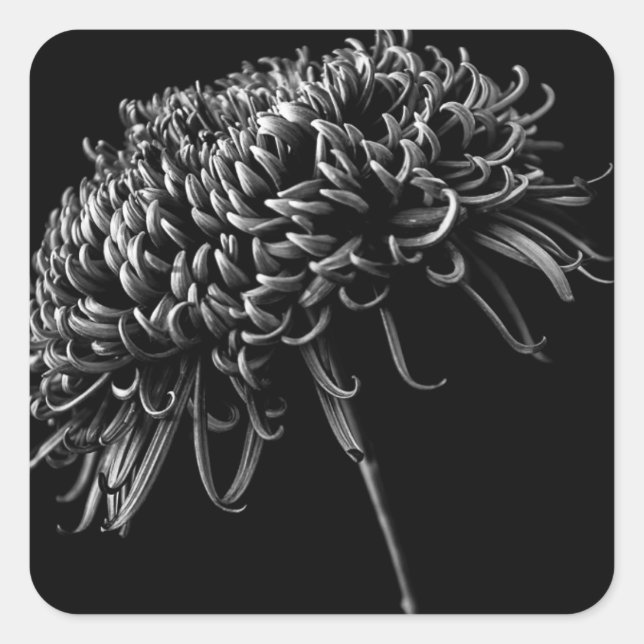 Adesivo Quadrado Chrysanthemum (Frente)