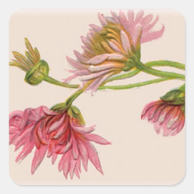 Adesivo Quadrado Chrysanthemum - Sticker (Frente)