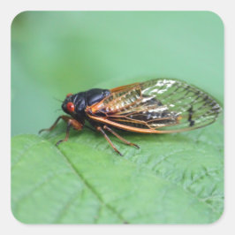 Adesivo Quadrado Cicada Foto