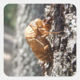 Adesivo Quadrado Cicada Shell Sticker