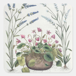 Adesivo Quadrado Ciclomembros e Lavandas: 1.Cyclamen Romanum; 2.Spi