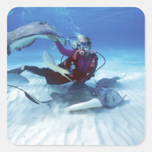 Adesivo Quadrado Cidade Stingray, Grand Cayman, Ilhas Cayman,