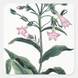 Adesivo Quadrado Cigarro