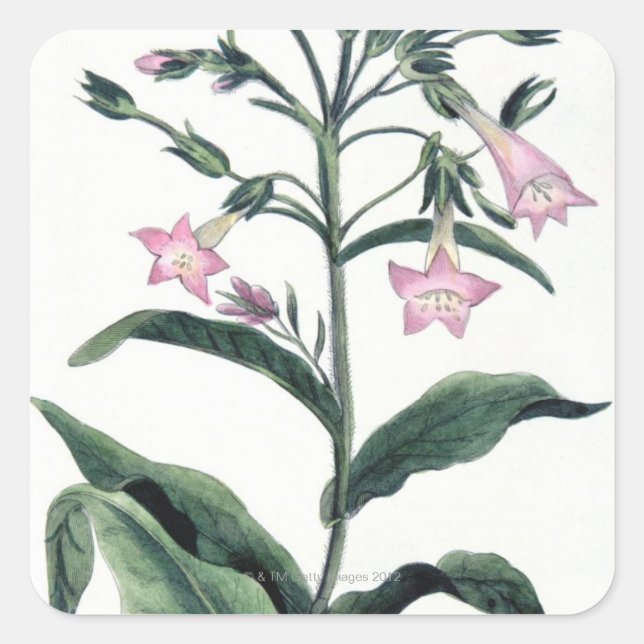 Adesivo Quadrado Cigarro (Frente)