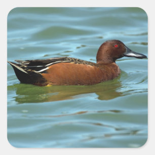 Adesivo Quadrado Cinnamon Teal