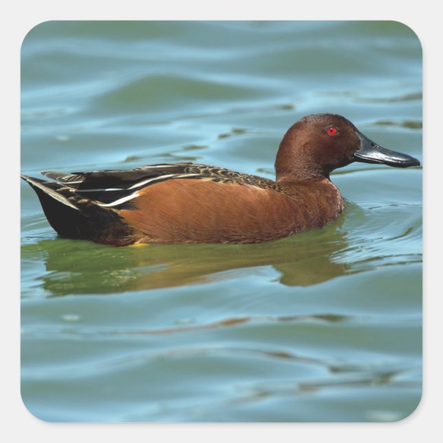 Adesivo Quadrado Cinnamon Teal (Frente)