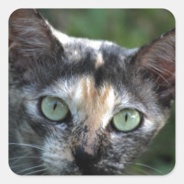 Adesivo Quadrado Cinza de Gato Branco Castanho com Olhos Verdes