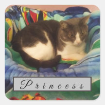 Cinza Personalizada e Gato de Cabelo Curto Domésti