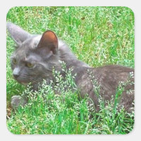 Cinza Tortie Cat