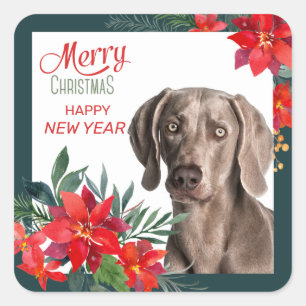 Adesivo Quadrado Cinza Weimaraner Poinsettia Buquê Natal