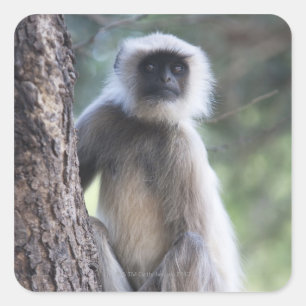 Adesivo Quadrado Cinzas ou terra comum ou langur de Hanuman