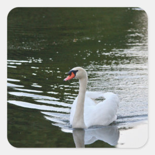 Adesivo Quadrado Cisne Mudo Elegante