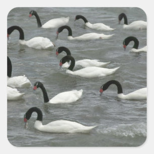 Adesivo Quadrado Cisnes de pescoço preto (Cygnus melancoryphus)