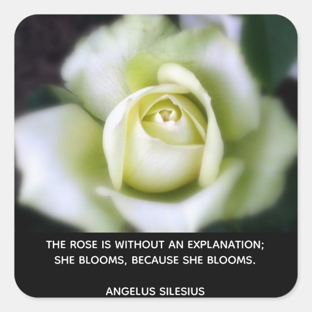 Adesivo Quadrado Citação de Blooms de rosa (Frente)