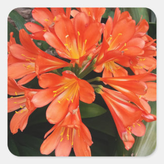 Adesivo Quadrado Clivia Miniata - A Linda Flor Laranja