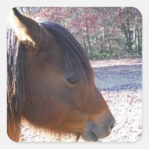 Adesivo Quadrado Close de cavalo marrom, pequeno pônei marrom