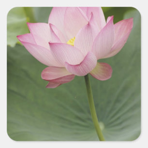 Adesivo Quadrado Close de flor de Lótus, Nelumbo nucifera),