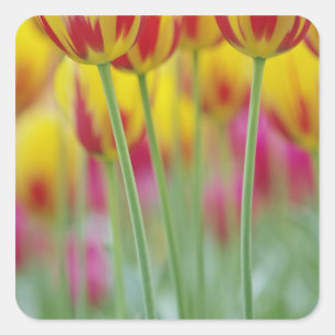 Adesivo Quadrado Close-up da parte inferior da flor de tulipa, 3