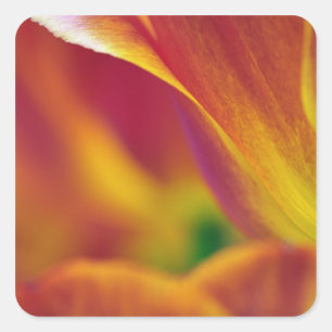 Adesivo Quadrado Close-up da parte inferior da flor de tulipa, 4