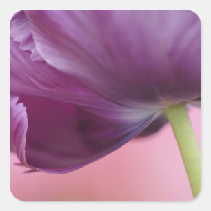 Adesivo Quadrado Close-up da parte inferior da flor de tulipa, Kuek