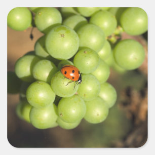 Adesivo Quadrado Close-up de joaninha em uvas verdes Pinot Noir