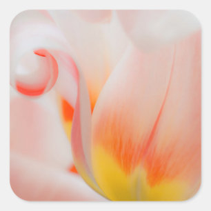 Adesivo Quadrado Close-up de tulipa 3