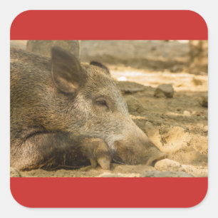 Adesivo Quadrado close-up of a wild boar   Square Stickers Glossy