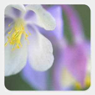 Adesivo Quadrado Closeup da flor Columbine do Colorado.