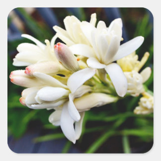 Adesivo Quadrado Cluster Tuberose Havaiano