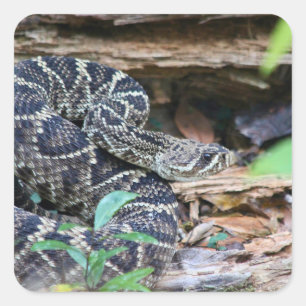 Adesivo Quadrado Cobra Cascavel na Natureza
