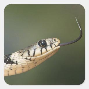Adesivo Quadrado Cobra-de-água