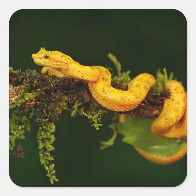 Adesivo Quadrado Cobra do Viper venenoso da Costa Rica (Frente)