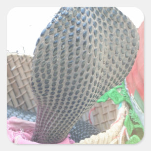 Adesivo Quadrado Cobra em uma cesta pronta para cuspir fogo