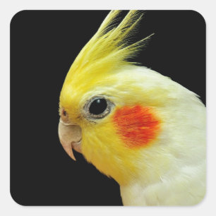 Adesivo Quadrado Cockatiel de Lutino