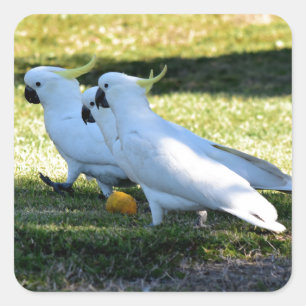 ADESIVO QUADRADO COCKATOO EM QUEENSLAND RURAL AUSTRÁLIA