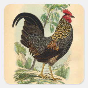 Adesivo Quadrado Cockerel de galeria antiquada com Impressão
