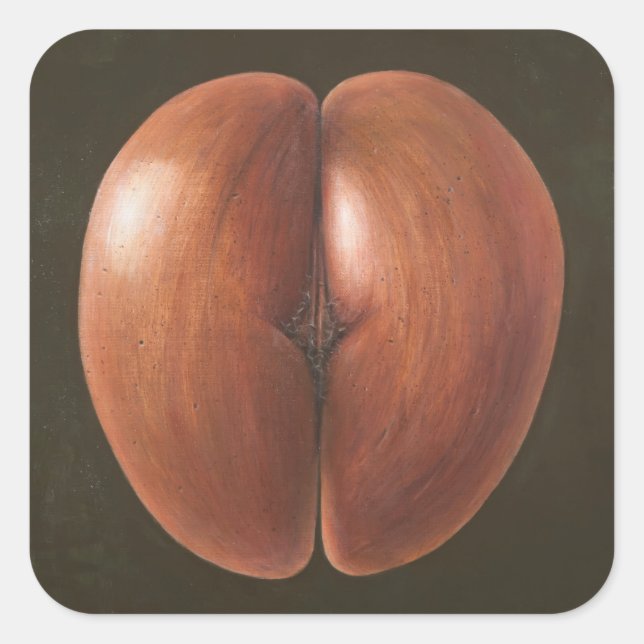 Adesivo Quadrado Coco de Mer Maldivas 2012 (Frente)