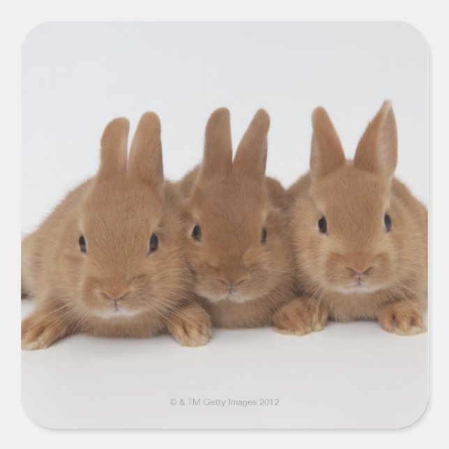 Adesivo Quadrado Coelhos. Anãs Holandesas. (Frente)